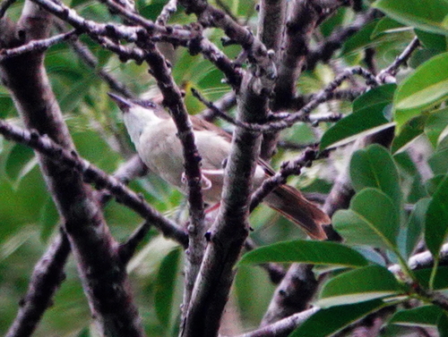 Island Whistler (Pachycephala phaionota)