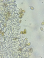 Bolbitius coprophilus