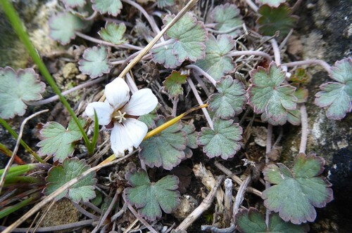 Image of Geranium socolateum by (c) Aalbert Rebergen, some rights reserved (CC BY)