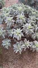 Encelia farinosa