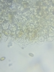 Bolbitius coprophilus