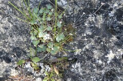 Geranium socolateum