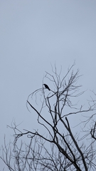 Corvus brachyrhynchos