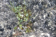 Geranium socolateum