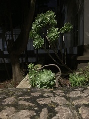 Aeonium