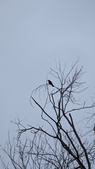 Corvus brachyrhynchos