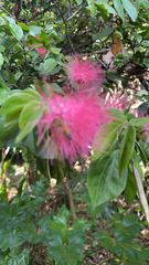 Calliandra haematocephala