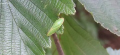 Petalocephala manchurica