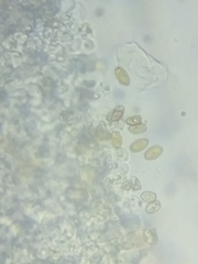 Bolbitius coprophilus