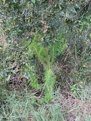 Eupatorium capillifolium