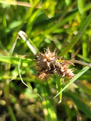 Carex retrorsa