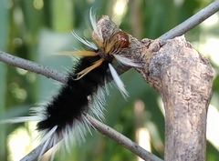 Halysidota ruscheweyhi