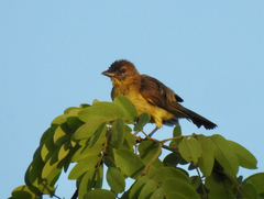 Chlorocichla flaviventris