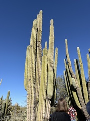 Pachycereus