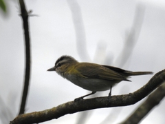 Vireo chivi
