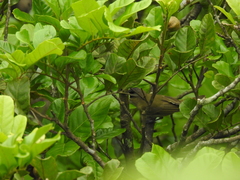 Vireo chivi