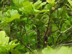 Vireo chivi