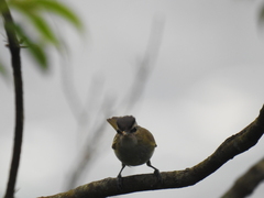 Vireo chivi