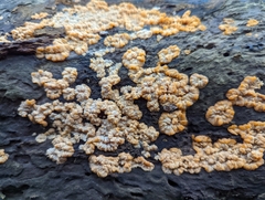 Phlebia radiata