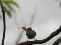 Vireo chivi