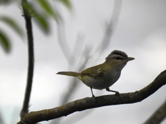 Vireo chivi