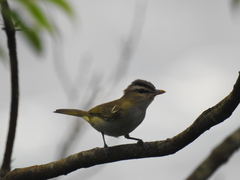 Vireo chivi
