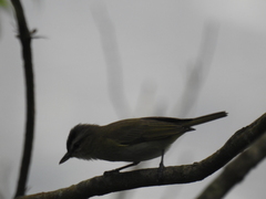 Vireo chivi