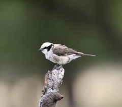 Eurocephalus ruppelli