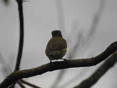 Vireo chivi