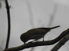 Vireo chivi