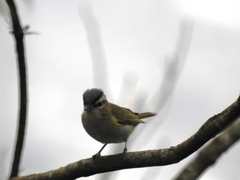 Vireo chivi