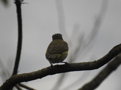Vireo chivi