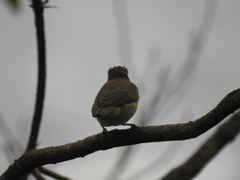 Vireo chivi