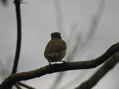 Vireo chivi