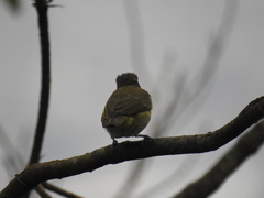 Vireo chivi