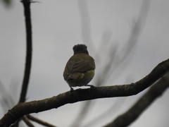 Vireo chivi