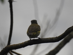 Vireo chivi