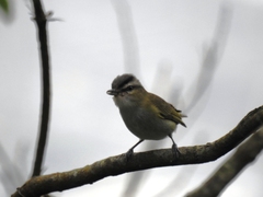 Vireo chivi
