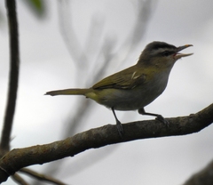 Vireo chivi