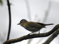 Vireo chivi