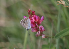 Polyommatus amandus