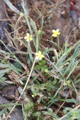 Ranunculus muricatus