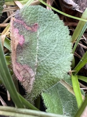 Phytomyza crassiseta