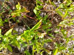 Alternanthera flavescens