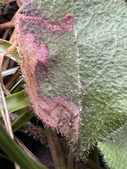 Phytomyza crassiseta