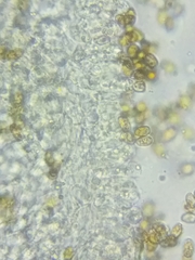 Bolbitius coprophilus