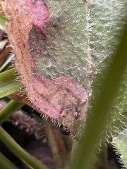 Phytomyza crassiseta