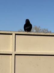 Corvus cryptoleucus