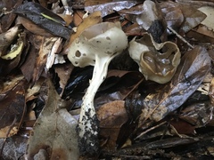 Helvella acetabulum