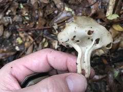 Helvella acetabulum